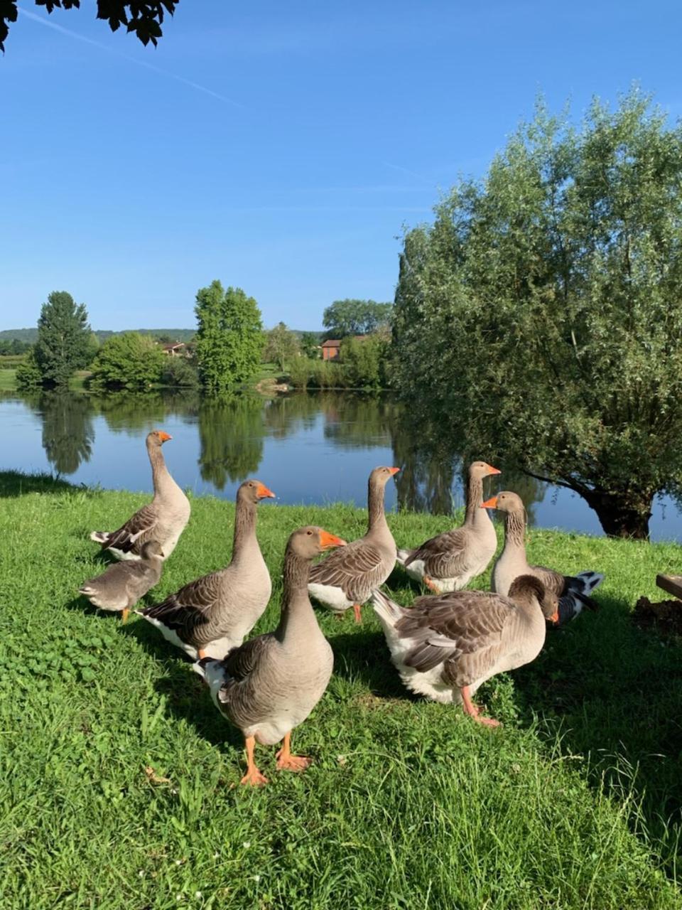 Hôtel-Restaurant Côté Rivage Badefols-sur-Dordogne Esterno foto
